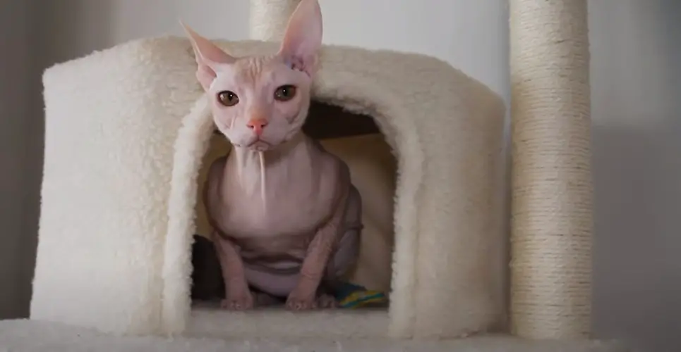 How Often to Wash Sphynx Cat