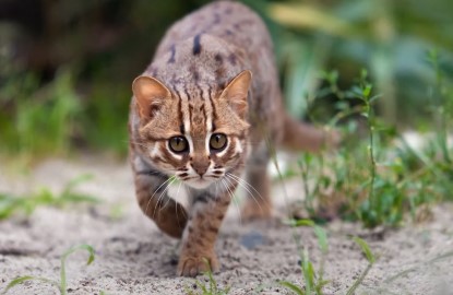 Rare wild cat found