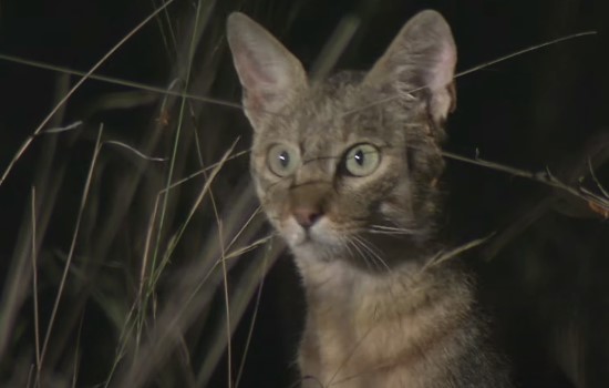 African wild cat