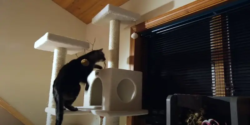how to clean a cat tree