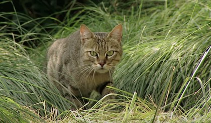 Wild cat in jungle