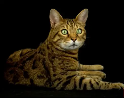 Beautiful Bengal Cat