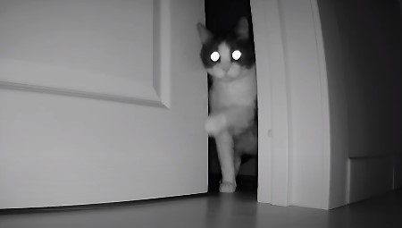 What cat do at night