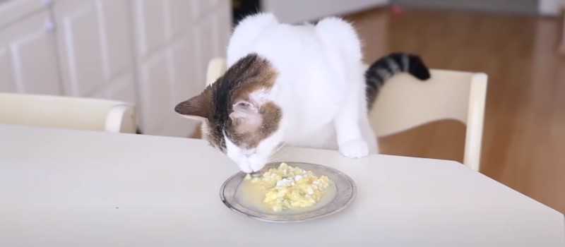 Homemade Cat Food with Eggs
