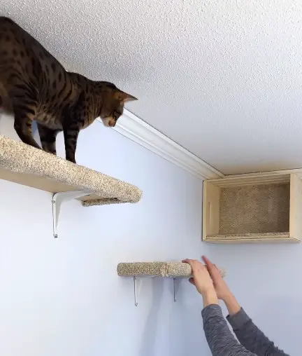 Homemade Hanging Cat Scratcher