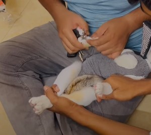 Cat Neuter Process