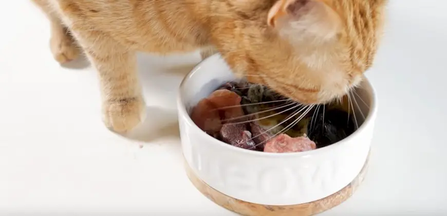 Cat eating raw food