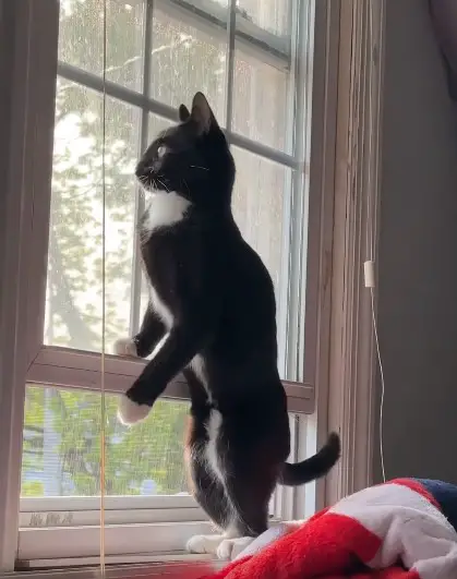 Cat wants to go outside of window