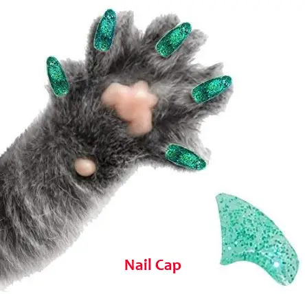 Nail caps in cat paw 