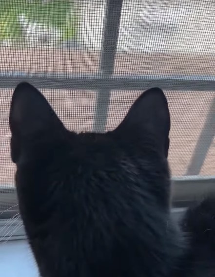 Why cat looking outside of window