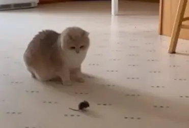How Stop cat from Hunting Mice