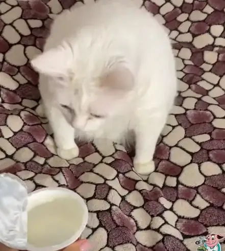 How to feed yogurt to your cat