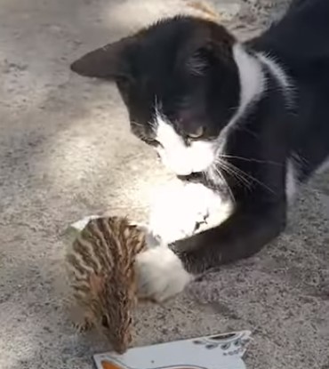 cat catches a mouse