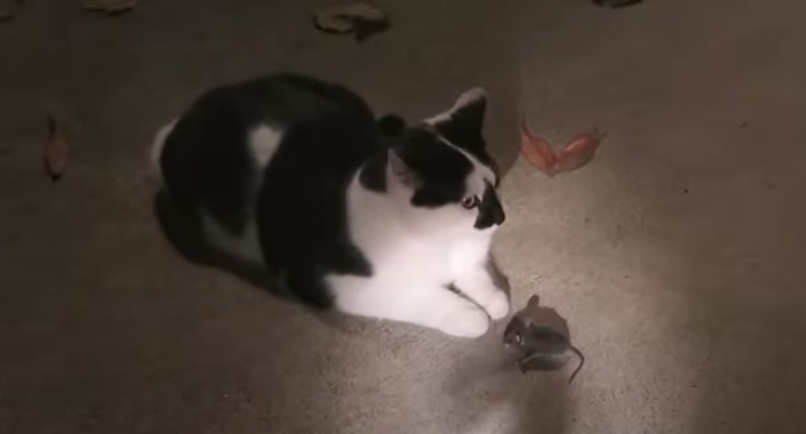 cat hunting mice at night