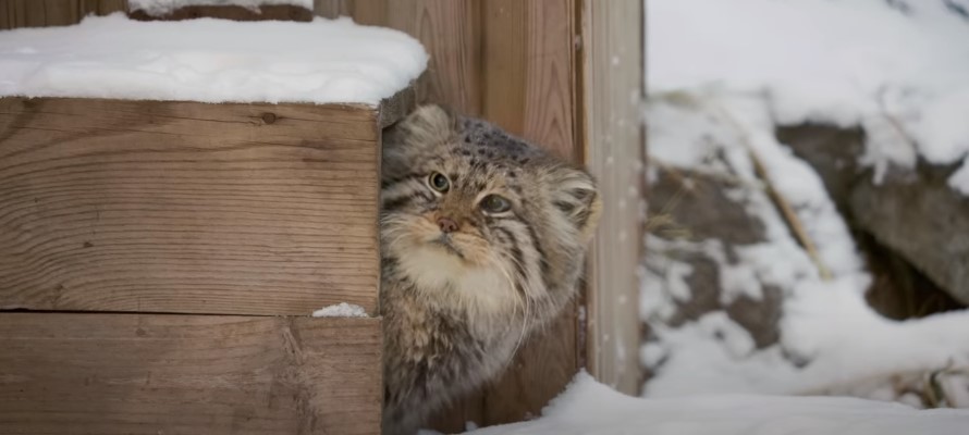 Do Cats Gain Weight In The Winter Explained 