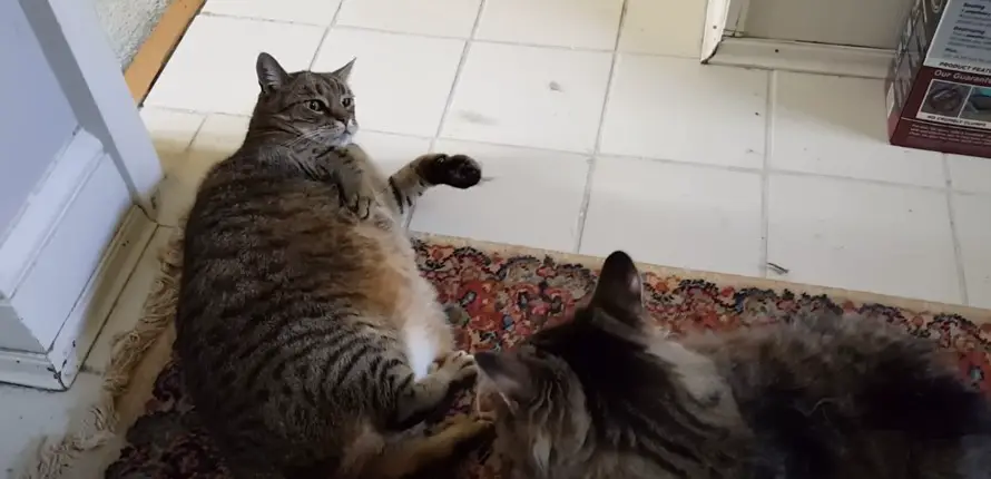 Fat cat problems and weight loss