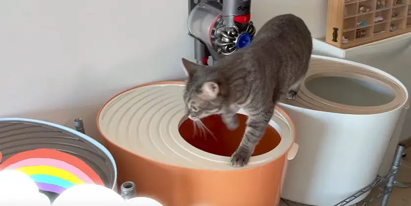 What Kind of Cat Litter Box is Best
