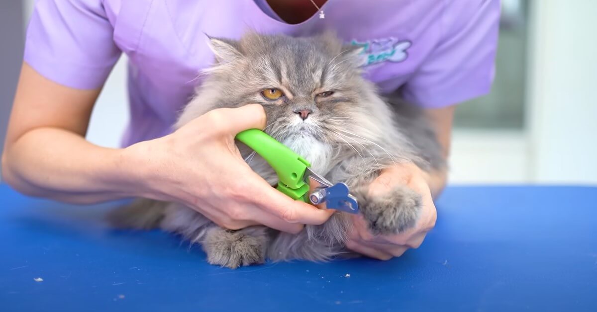 How to Groom Your Cat