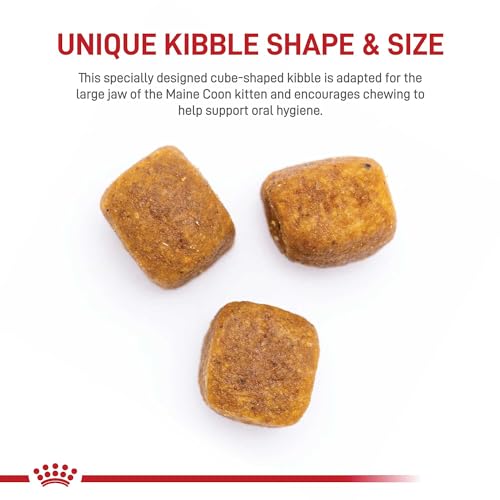 Best Kitten Food For Small Breeds