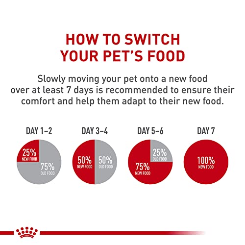 Best Cat Food For Bengal Cats