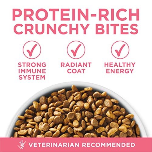 Best Kitten Food Under 1 Year